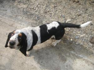 Vand Basset Hound