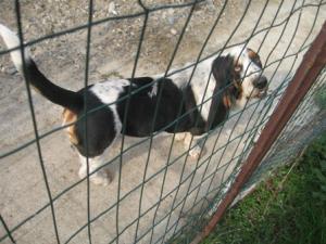 Vand Basset Hound