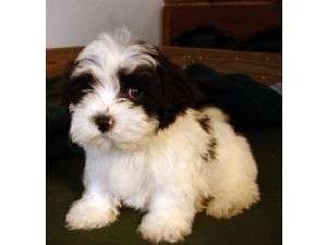 BICHON HAVANEZ MINI de vanzare