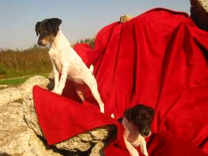 vand catei jack rusell terrier