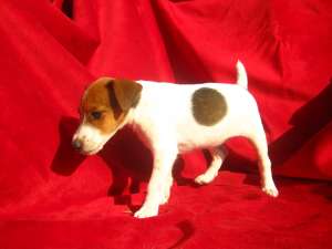 vand catei jack rusell terrier