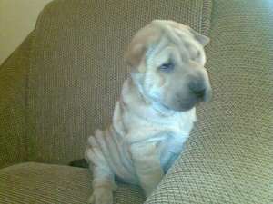shar pei crem exemplar deosebit