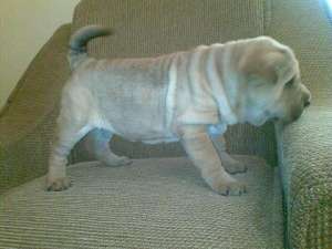 shar pei crem exemplar deosebit