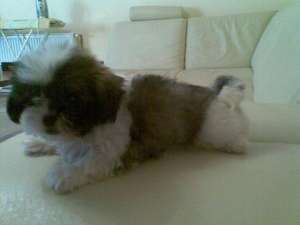 pui shih tzu tricolor(alb cu pete crem si negre)
