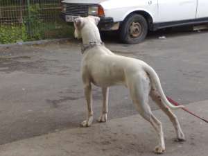 BEST DOGS dresaj canin de calitate