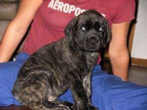 pui Mastiff gata să vină la noile lor case