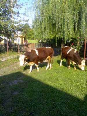 tauri gemeni