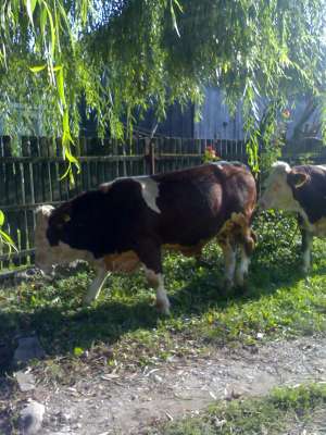 tauri gemeni