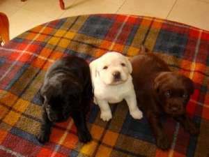 pui de labrador retriver