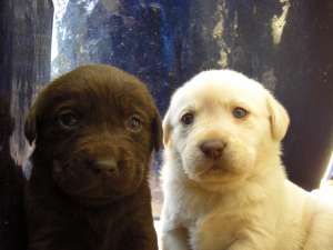 pui de labrador retriver
