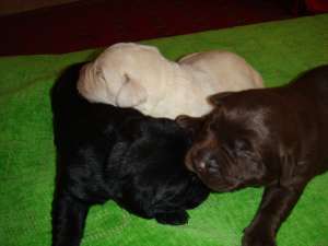 pui de labrador retriver
