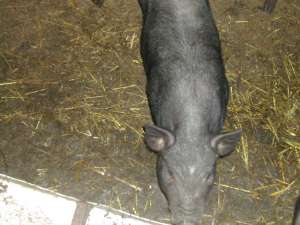 vand porci vietnamezi