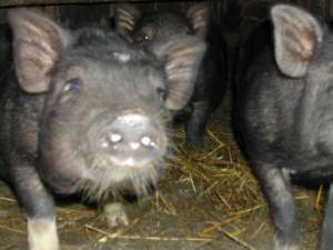 vand porci vietnamezi