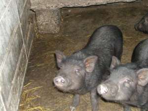 vand porci vietnamezi