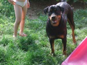 femela rottweiler