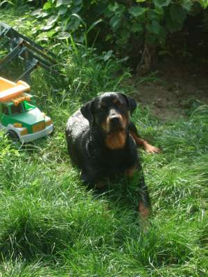 femela rottweiler