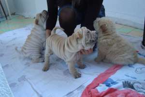 sharpei cu pedigree