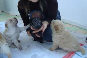 sharpei cu pedigree