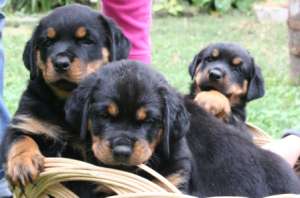 Vand Rottweiler calitate garantata