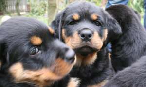 Vand Rottweiler calitate garantata