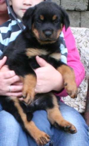 Vand Rottweiler calitate garantata