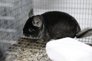CADOUL IDEAL! Pui superbi de CHINCHILLA
