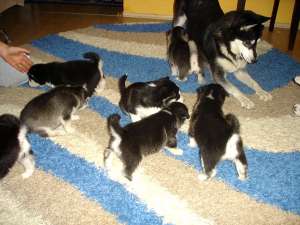 Vand pui husky siberian