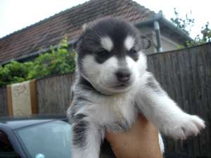 Vand pui husky siberian
