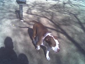 pui amstaff de vanzare