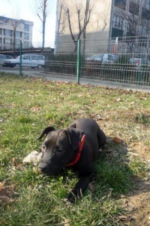 pui amstaff de vanzare