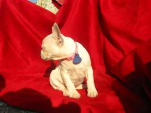vand catel bulldog francez