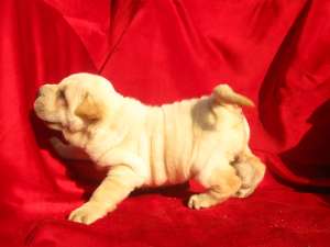 vand catel shar pei