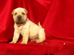 vand catel shar pei