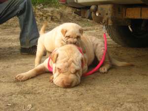 vand catel shar pei