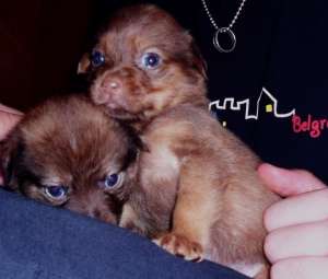 DONEZ SPRE ADOPTIE
