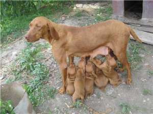 Vizsla Maghiara Donez
