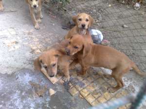 Vizsla Maghiara Donez