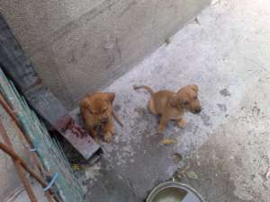 Vizsla Maghiara Donez