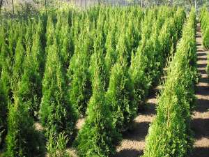 Smaragd occidentalis 1m.