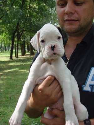 vand pui BOXER GERMAN albi,  pedigree din parinti campioni