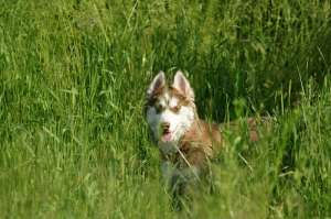 mascul husky deosebit