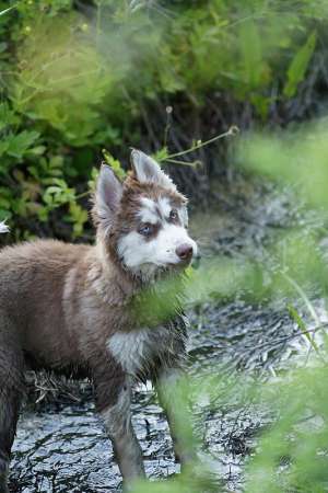 mascul husky deosebit