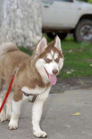 mascul husky deosebit