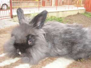 Angora-iepuri pitici