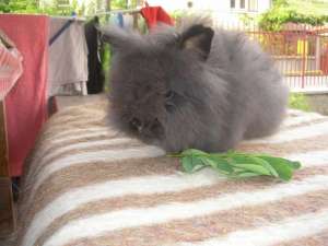 Angora-iepuri pitici