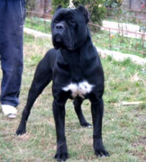 pui cane corso