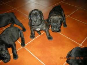 Cane corso Pui de vanzare