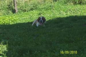 vand catel saint bernard de 3 luni