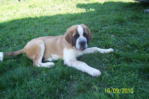 vand catel saint bernard de 3 luni