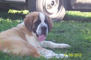 vand catel saint bernard de 3 luni